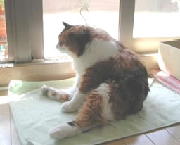 u肽