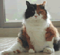 JCC肽
