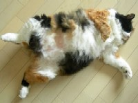 L`